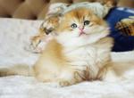 Barni - Scottish Fold Cat For Sale - Hollywood, FL, US