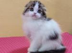 Lunabelle - Scottish Fold Cat For Sale - Hollywood, FL, US