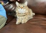 Luna - Siberian Cat For Sale - Somerset, NJ, US