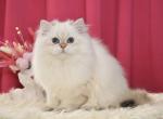 Egor - British Shorthair Cat For Sale - Norwalk, CT, US