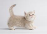 Inej munchkin lilac tabby baby boy with short legs - Munchkin Cat For Sale - CA, US