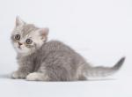 Ilida tiny munchkin standard blue tabby baby girl - Munchkin Cat For Sale - CA, US