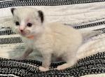 Dan - Ragdoll Kitten For Sale - Ocala, FL, US