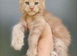 Oliver - Maine Coon Cat For Sale - Hollywood, FL, US