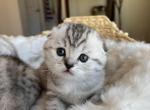 Adorable Scottish Fold - Scottish Fold Kitten For Sale - Los Angeles, CA, US