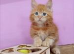 Carrot - Maine Coon Cat For Sale - Hollywood, FL, US