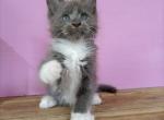 Tom - Maine Coon Cat For Sale - Hollywood, FL, US