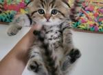 Sinbad - Scottish Fold Kitten For Sale - Levittown, PA, US