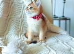 Kiwi - British Shorthair Cat For Sale - Fairfax, VA, US