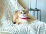 Kiwi - British Shorthair Cat For Sale - New York, NY, US