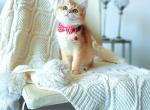 Kiwi - British Shorthair Cat For Sale - Fairfax, VA, US