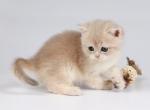 Bayun - Scottish Straight Cat For Sale - Norwalk, CT, US