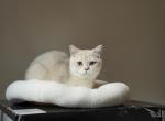 Sugar - British Shorthair Cat For Sale - Philadelphia, PA, US