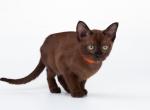 Lija - Burmese Kitten For Sale - Miami, FL, US