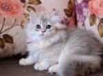 Hiwrya - British Shorthair Cat For Sale - Hollywood, FL, US