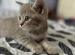 Charli - British Shorthair Cat For Sale - Miami, FL, US