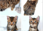 Sold Brown collar M New video - Bengal Cat For Sale - Jacksonville, FL, US