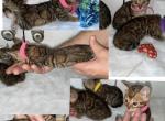 Pink Collar RESERVED - Bengal Cat For Sale - Jacksonville, FL, US