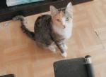 Kitana - Domestic Cat For Sale - Bronx, NY, US