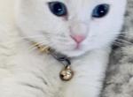 Bluey - Scottish Fold Cat For Sale - Brooklyn Park, MN, US