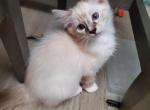 Seal Lynx mitted PEDIGRER ragdoll LEO - Ragdoll Cat For Sale - Tamarac, FL, US