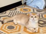 Golden Shaded pretty Girl - British Shorthair Cat For Sale - Fontana, CA, US