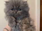 CFA Blue Male Persian  Kitten Red White Ribbon - Persian Kitten For Sale - Conyers, GA, US