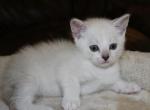 Snowflake - British Shorthair Cat For Sale - Bethesda, MD, US