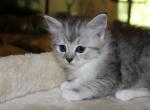 Luna - British Shorthair Cat For Sale - Bethesda, MD, US