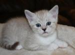 Lilac - British Shorthair Cat For Sale - Bethesda, MD, US