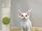 white Girl with Blue eyes - Devon Rex Cat For Sale - Fontana, CA, US