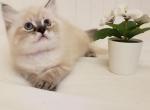 Pink kitten and mommy - Ragdoll Kitten For Sale - Clearwater, FL, US