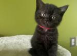 Chack - British Shorthair Kitten For Sale - Miami, FL, US