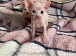 Melli and Coco litter - Sphynx Cat For Sale - Hemet, CA, US