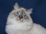 XAVIRA IZ TVERSKOGO KNYAZHESTVA - Siberian Cat For Sale - NY, US