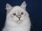 ORCHID LAELIA LYUMUR - Siberian Cat For Sale - NY, US