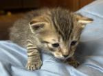 Milo - Bengal Kitten For Sale - Concord, NH, US