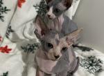 Sphynx female kittens - Sphynx Cat For Sale - Hallandale, FL, US