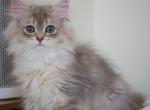 Adopted Super Rare British Longhair Marble Tabby - British Shorthair Cat For Sale - Atlanta, GA, US