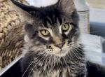 Gucci - Maine Coon Kitten For Sale - Boerne, TX, US