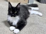 Mr Wondeful aka Fancy Special price - Maine Coon Kitten For Sale - Boerne, TX, US