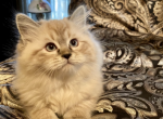 Yenns rags - Ragdoll Kitten For Sale - Jeannette, PA, US