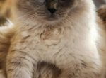 Yennsrags - Ragdoll Kitten For Sale - Jeannette, PA, US