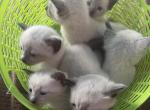 C boy - Siamese Cat For Sale - Catasauqua, PA, US