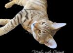 ContiCat Alpha - Exotic Cat For Sale - Cortez, CO, US
