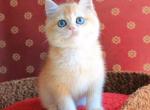 Ralf - British Shorthair Cat For Sale - Brooklyn, NY, US