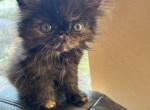 Lolita - Persian Kitten For Sale - Houston, TX, US