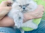 smushy - Himalayan Kitten For Sale - Mount Prospect, IL, US