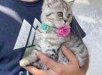 Special kittens - Scottish Straight Cat For Sale - Tukwila, WA, US