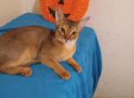 Gorgeous - Abyssinian Cat For Sale - Plymouth, WI, US
